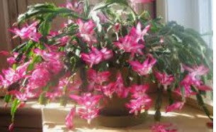 Christmas Cactus