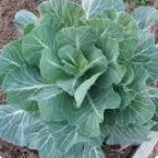 Collard Green