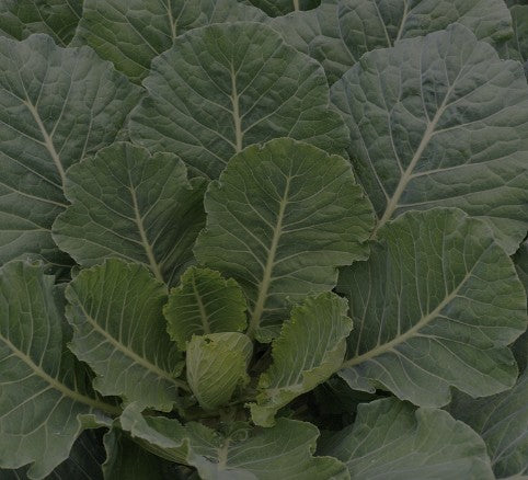 Collard Green