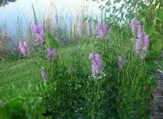 Correll's False Dragonhead