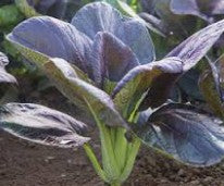 Bok Choy