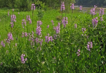 Fall Obedient Plant