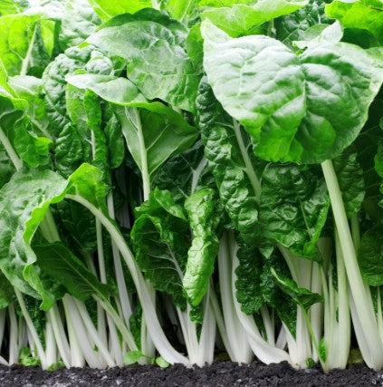 Swiss Chard