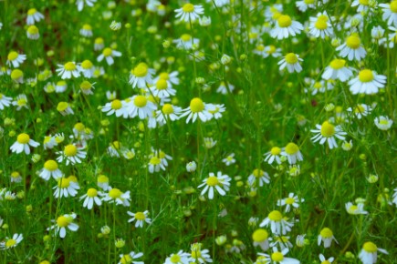 Chamomile