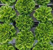 Lettuce