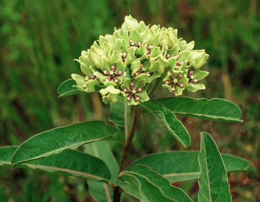 Milkweed