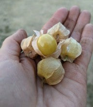Ground Cherry