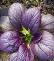 Bok Choy