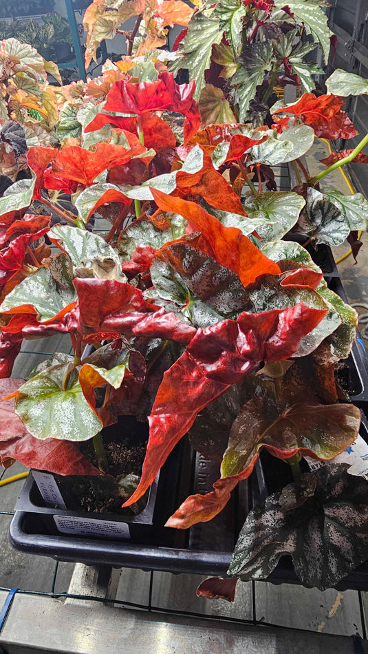 Begonia