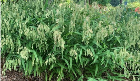 Inland Sea Oats