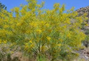 Jerusalem Thorn