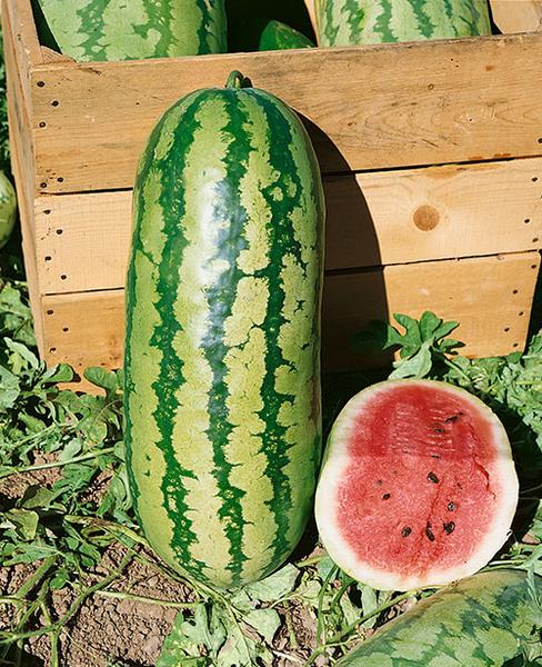 Watermelon