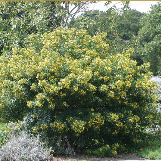 Lindheimer's Senna