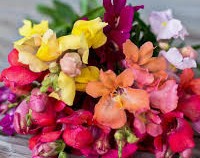 Snapdragon