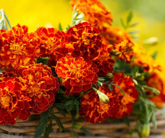 French Marigold