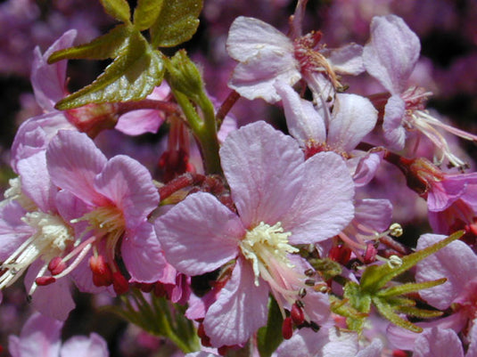 Mexican Buckeye