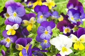 Pansy