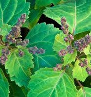 Patchouli