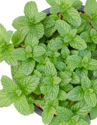 Mint