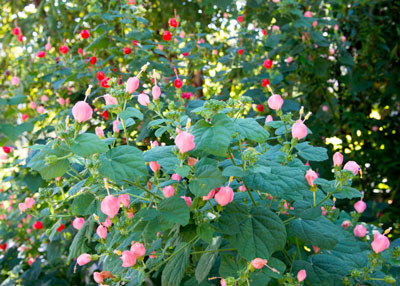 Turk's Cap
