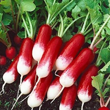 Radish