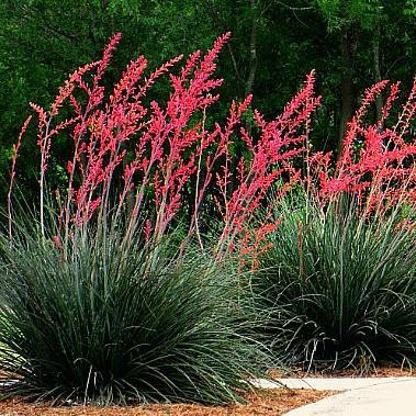 Red Yucca