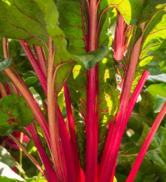 Swiss Chard