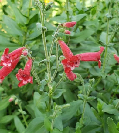 Rock Penstemon