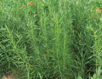Tarragon