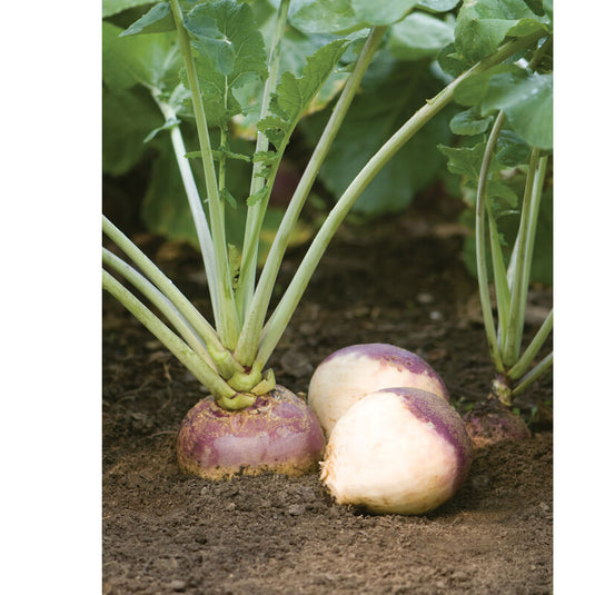 Rutabaga