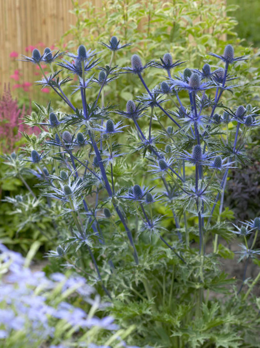 Sea Holly