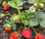 Strawberry - AVAILABLE MID OCTOBER!