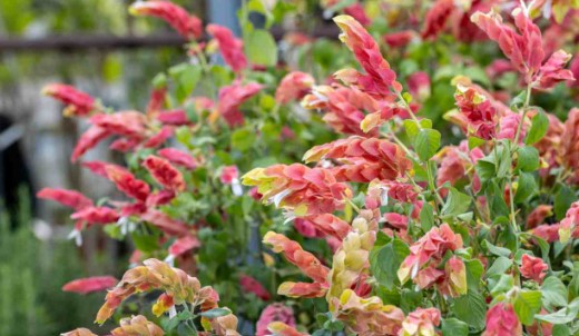 Shrimp Plant