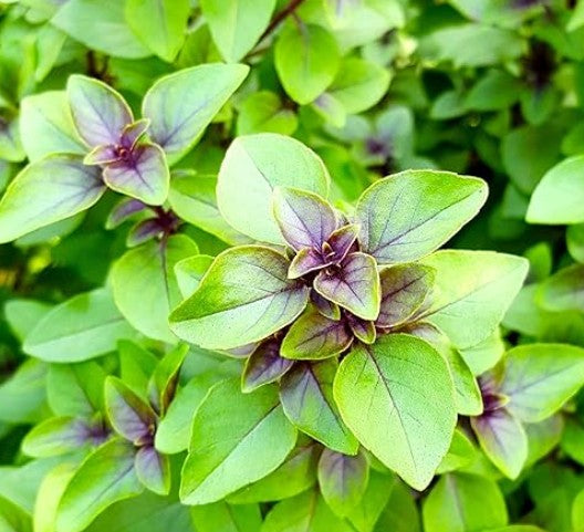 Mint