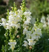 Snapdragon