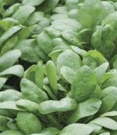Spinach