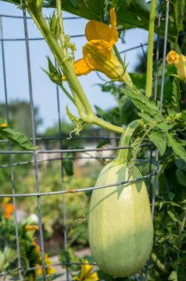 Squash