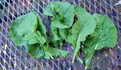 Arugula