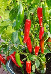 Pepper