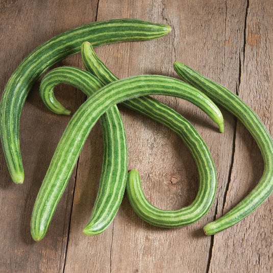 Cucumber
