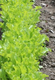 Lettuce