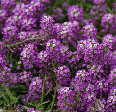 Sweet Alyssum