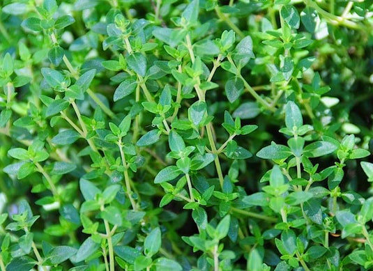 Thyme