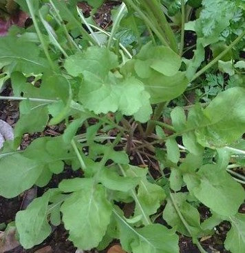 Arugula