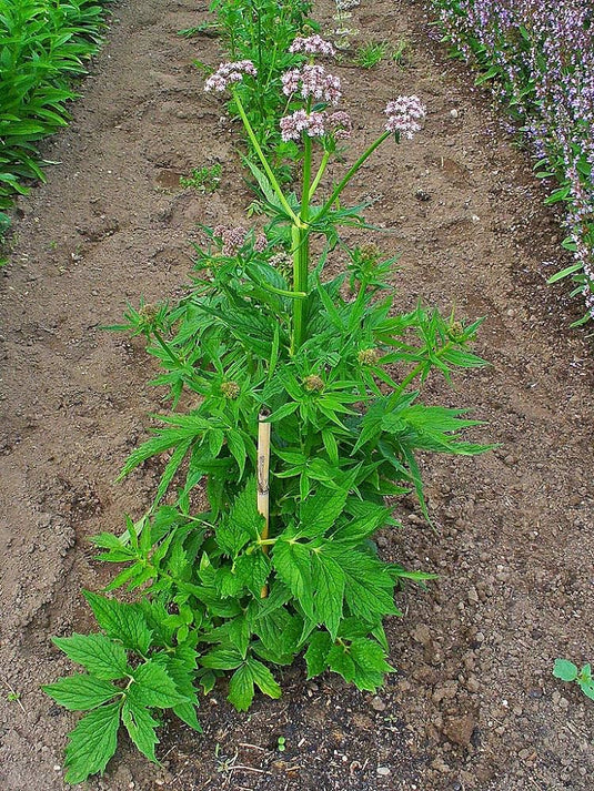 Valerian