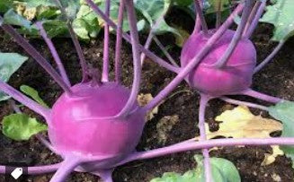 Kohlrabi