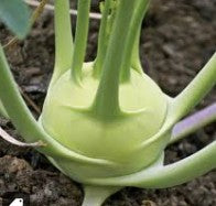 Kohlrabi