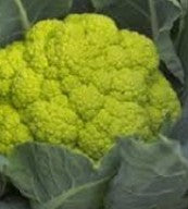 Cauliflower