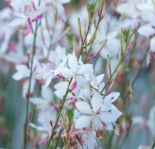 White Gaura