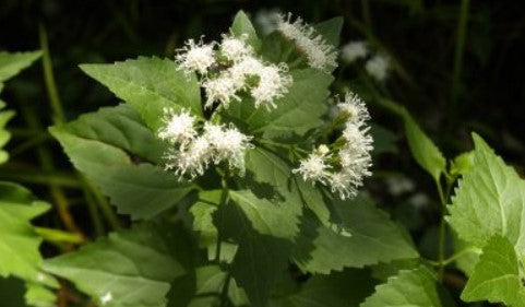 White Mistflower